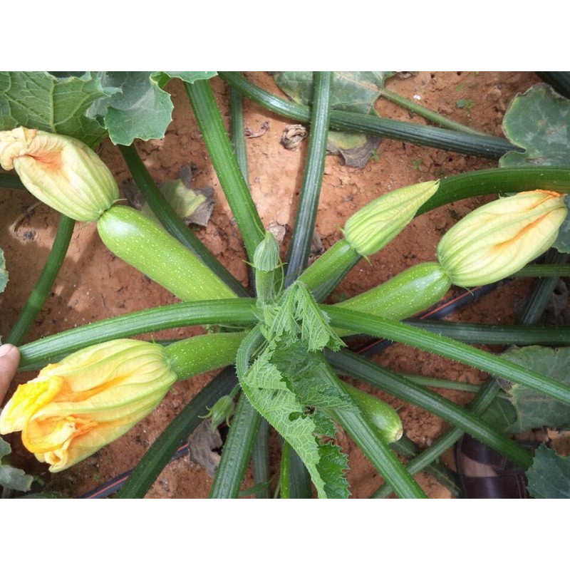 Şahika (A-z 1010) F1 Yeşil Kabak 500 Adet