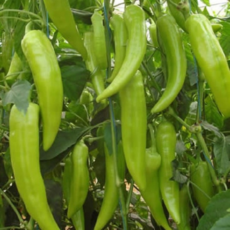 A-Z YAĞIZ ÇARLİSTON BİBER FİDESİ