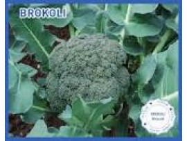 Biogen Tohum  Brokoli Tohumu 100 Gr