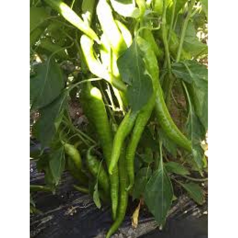 President Vural f1 Tatlı Sivri Biber Tohumu 1000 Adet