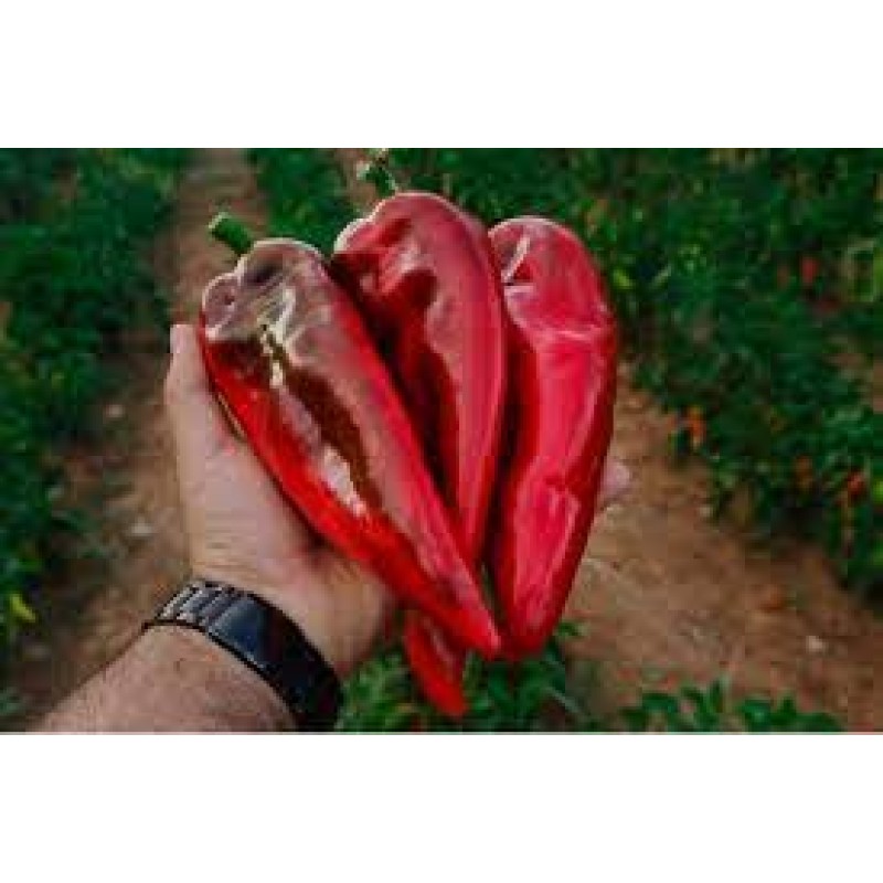 Manier Tohum Nefer F1 Kapya Biber Tohumu 1000 Adet