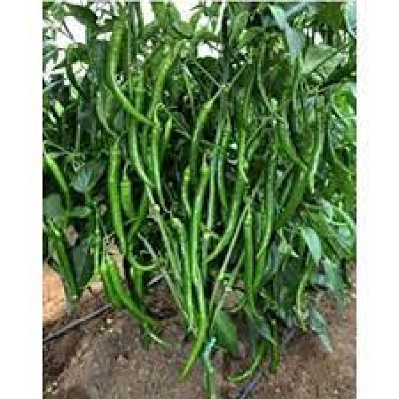 Prisedent Tohum Bonita F1 İnce Demre Sivrisi Tatlı Biber Tohumu 1000 Adet