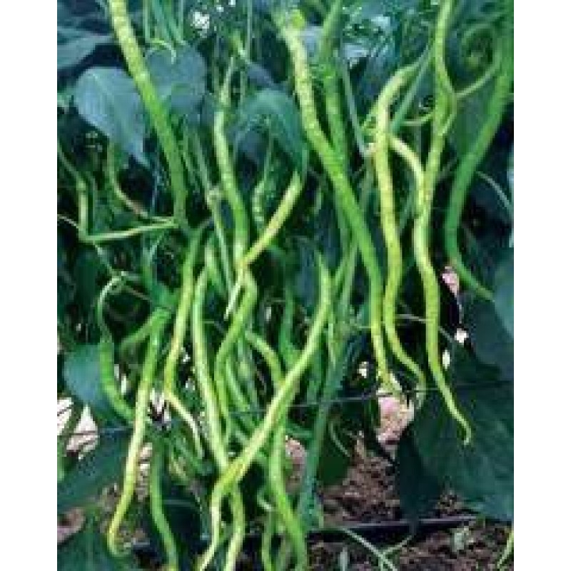 Tofida Tohum Uslu F1 Kıl Tatlı Biber Tohumu 1000 Adet