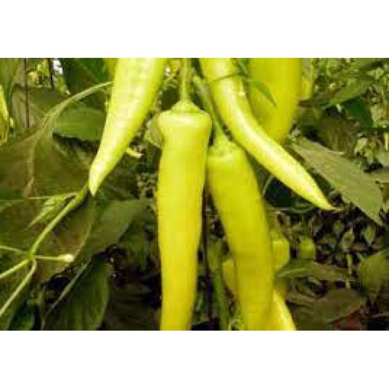 AD Rossen Nicole F1 Açık Renk Çarliston Biber Tohumu 1000 Adet