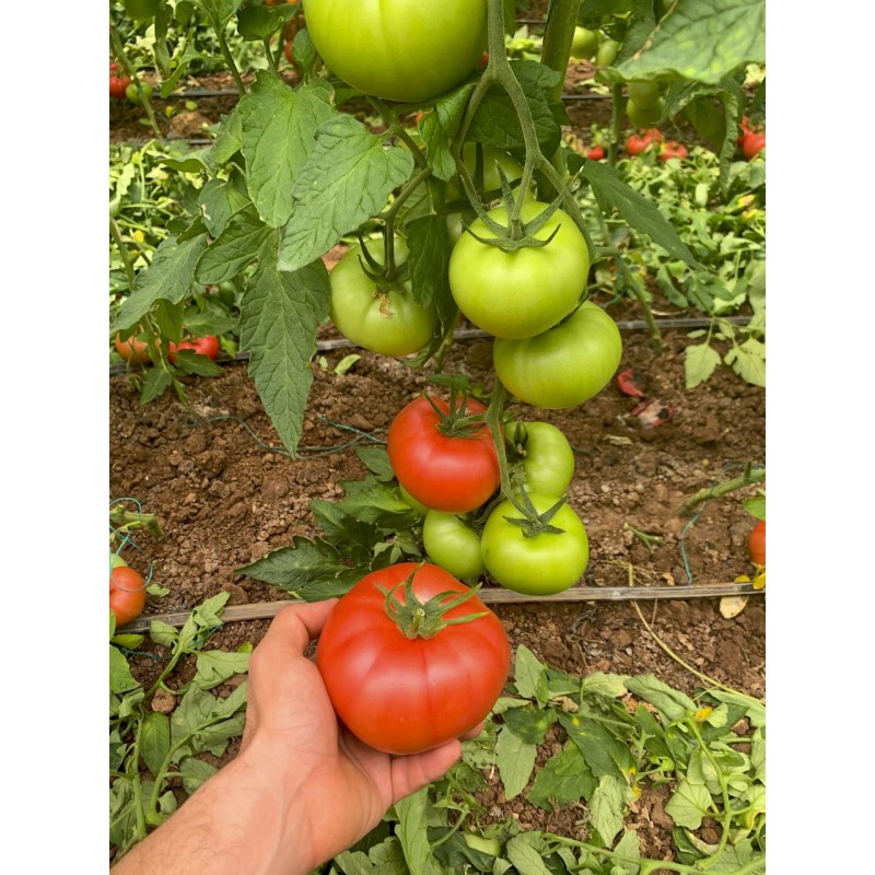 Toprak Tohum Alemdar F1 Sırık Pembe Domates Tohumu 1000 Adet