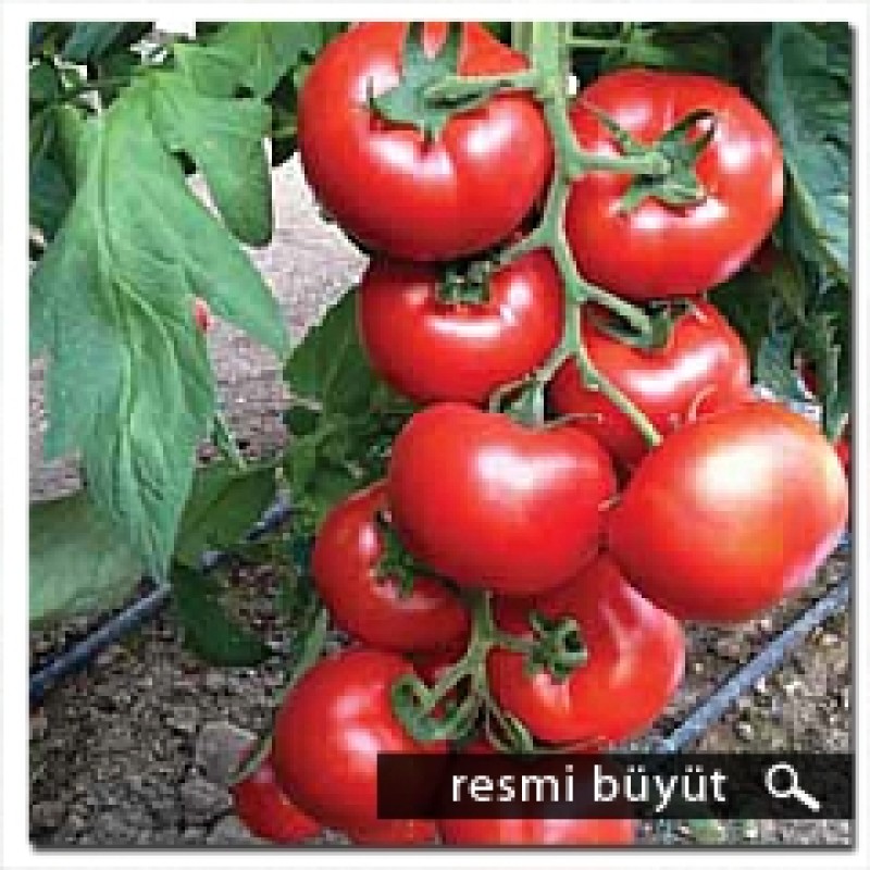 Argeto Destegül F1 Sırık Domates Tohumu 1000 Adet 