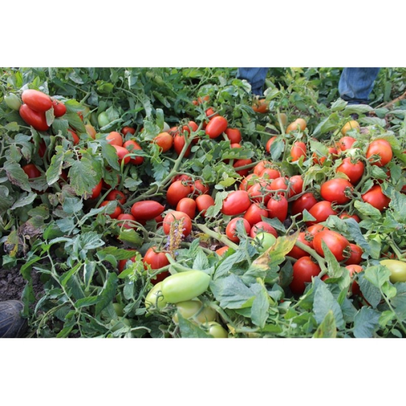 Agromar Bolgan F1 Sanayi Domatesi 5000 Adet 