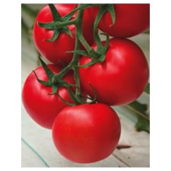 Hibrit F1 Sırık Domates Tohumları (22)