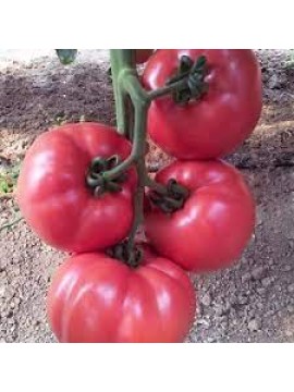 Yüksel Tohum  Gülpembe F1 Sırık Pembe Domates Tohumu 1000 Adet