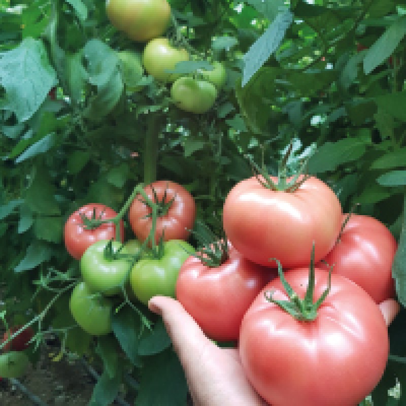 Hazera Tohum Sihirbaz F1 Sırık Pembe Domates Tohumu 1000 Adet