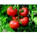 Yüksel Tohum Tezal F1 Sırık Domates Tohumu 1000 Adet 