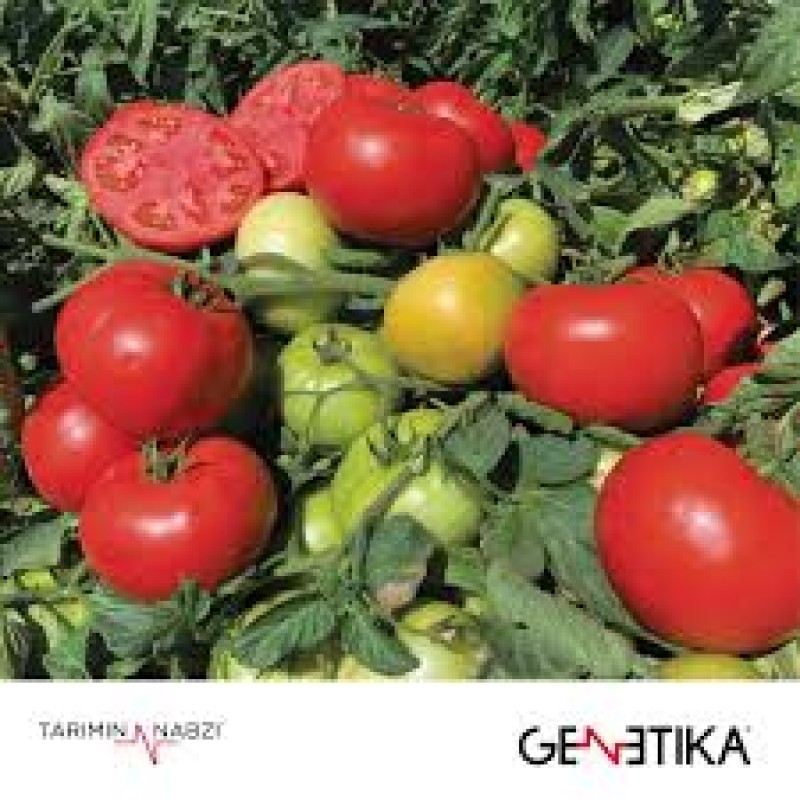 Genetica Tohum Farba F1 Oturak Domates Tohumu 1000 Adet