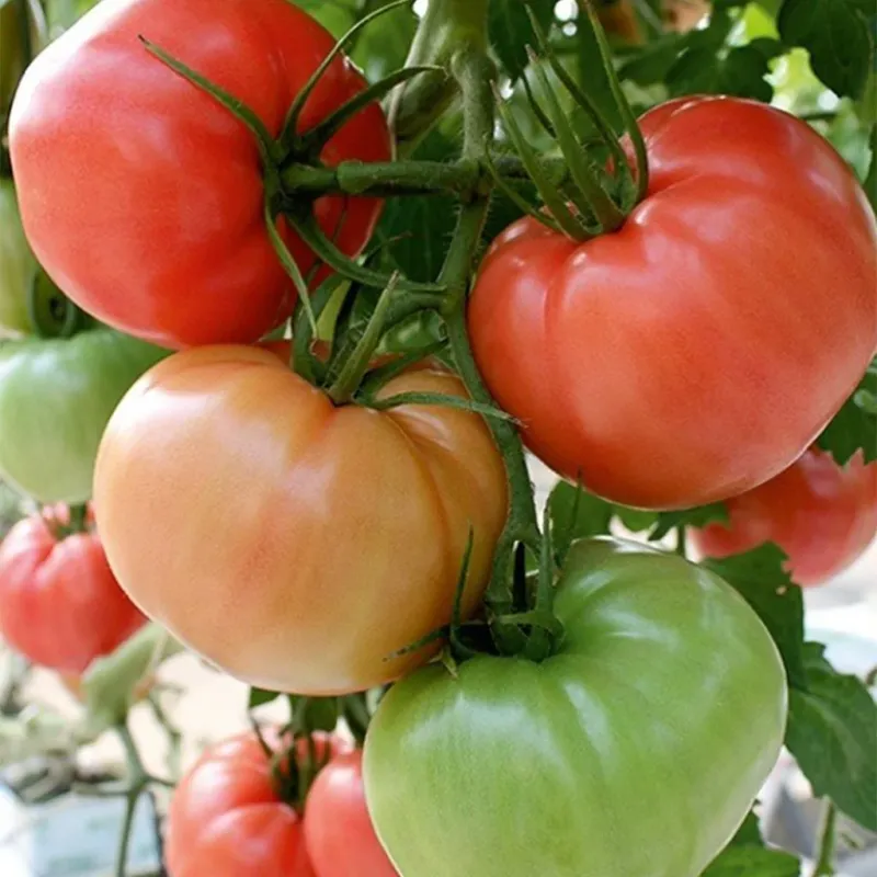 Pembeef F1 Pembe Sırık Domates Tohumu 1000 Adet