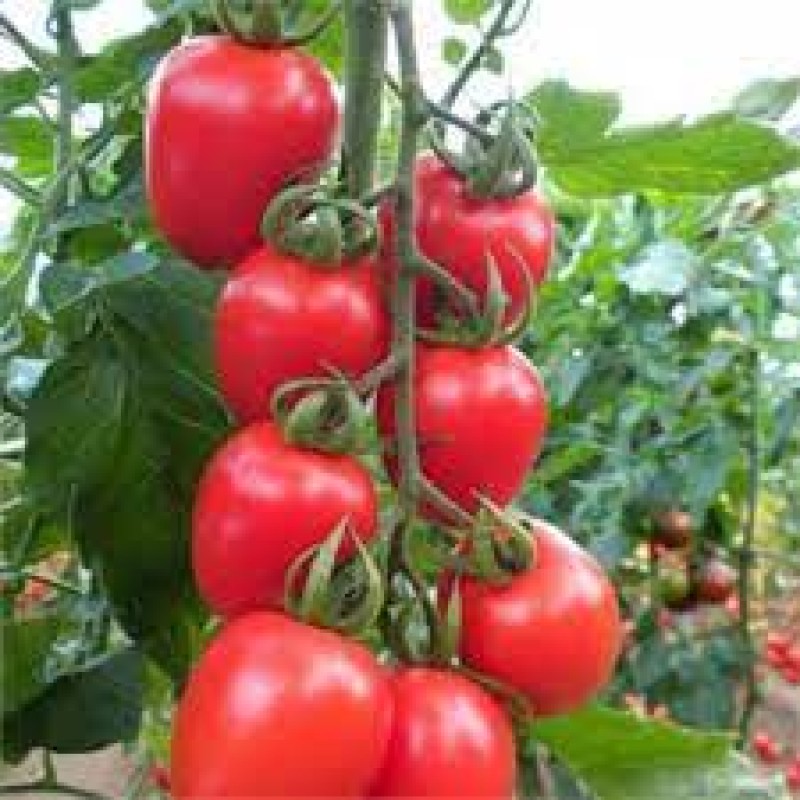 Seedart Tohum Romantik F1 Kokteyl Domates Tohumu 1000 Adet