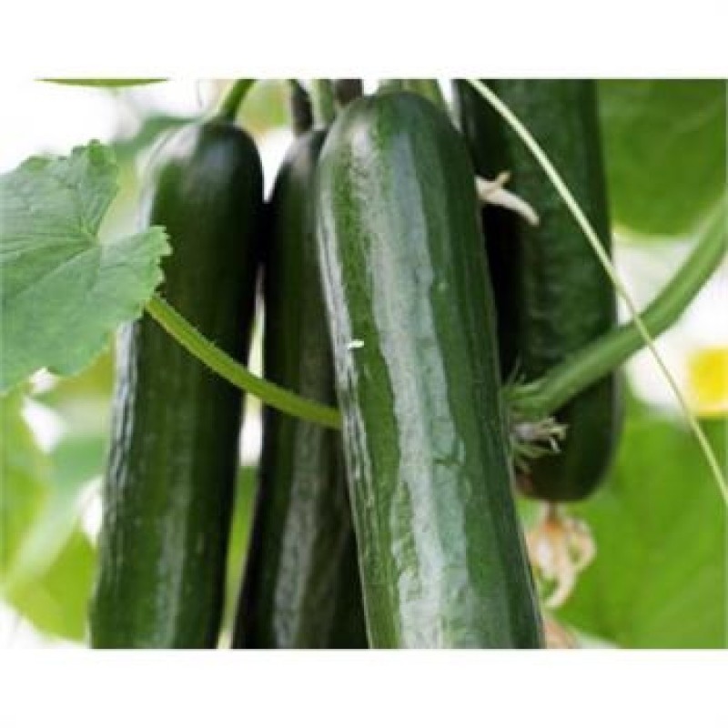 Golden Seed Almira F1 Hıyar Tohumu 500 Adet 