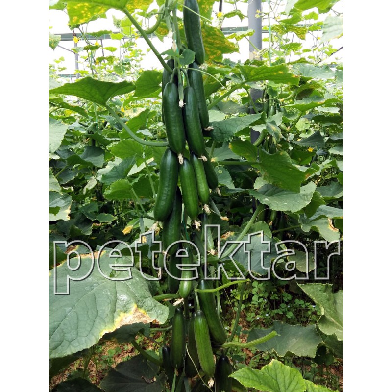 Petektar Tohumculuk Petek Çıtır Hıyar Tohumu 500 Adet