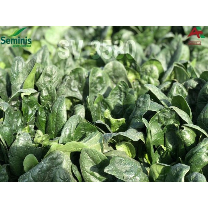 Seminis Sv 3580 F1 Ispanak Tohumu 1000000 Adet 