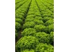Syngenta Kanaryole Marul Tohumu 5000 Adet Pellet