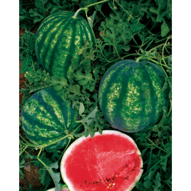 Yüksel Tohum Şeker F1 Karpuz Tohumu 1000 Adet