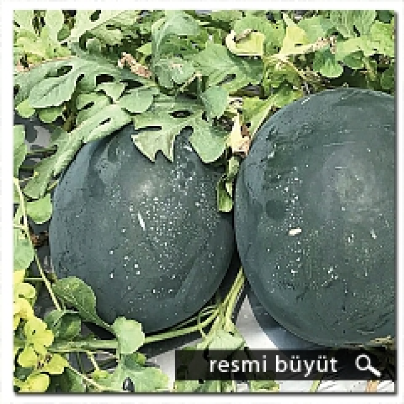 Argeto Karakız F1 Siyah Karpuz Tohumu 1000 Adet 