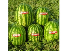 Toprak Tohum Farfan Ala Karpuz Tohumu 1000 Adet