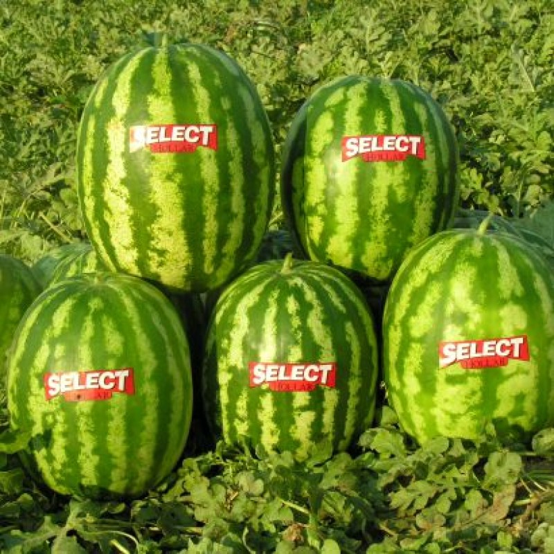 Toprak Tohum Farfan Ala Karpuz Tohumu 1000 Adet