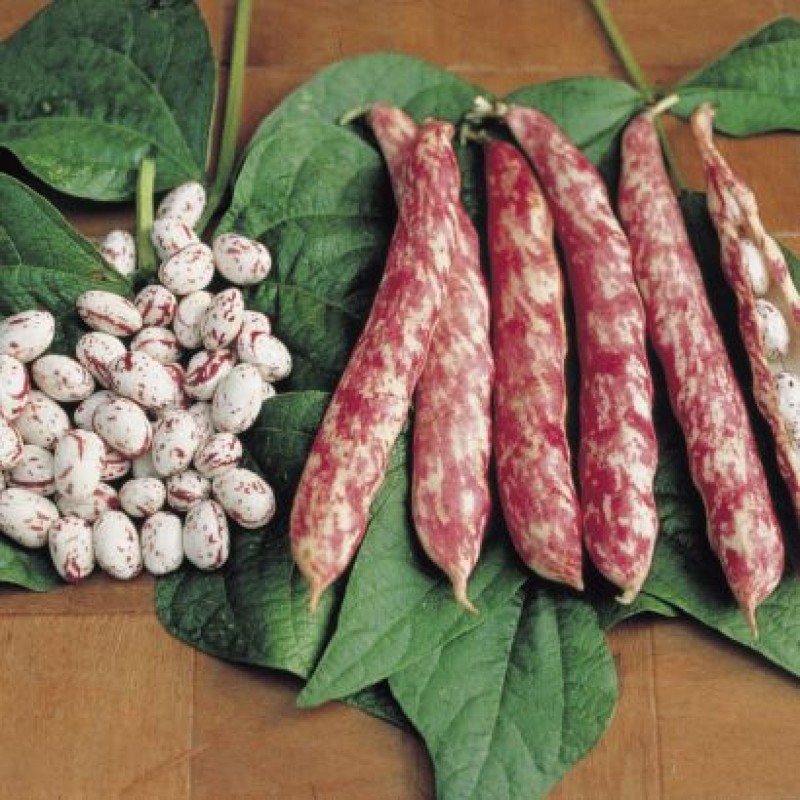 Poltar Klas Barbunya Tohumu 1 Kg