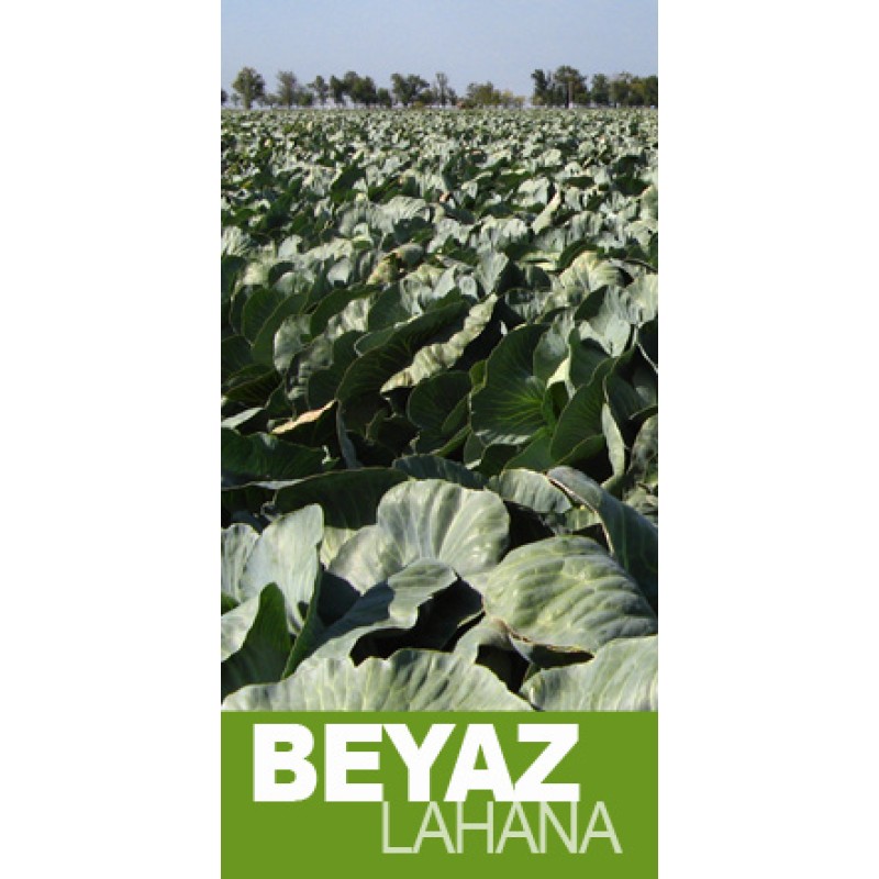  Hazera Tohum Katmer F1 Sarmalık Beyaz Lahana Tohumu 2500 adet 