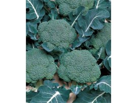 Sakata Tohum Marathon Brokoli Tohumu 2500 Adet