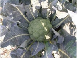 Sakata Tohum Parthenon F1 Brokoli Tohumu 2500 Adet