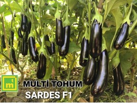 Sardes F 1 Siyah Uzun PaTLICAN Tohumu  1000 Adet