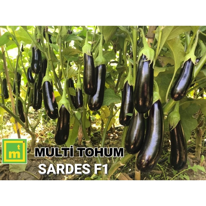 Sardes F 1 Siyah Uzun PaTLICAN Tohumu  1000 Adet