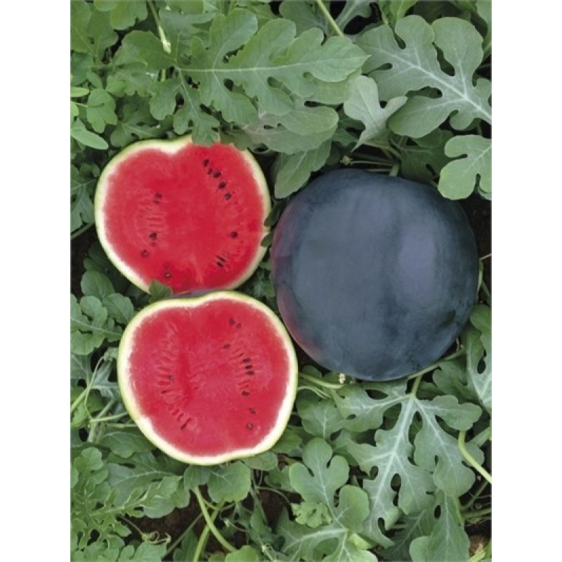 Biogen Tohum Washington Siyah Karpuz Tohumu 100 GR