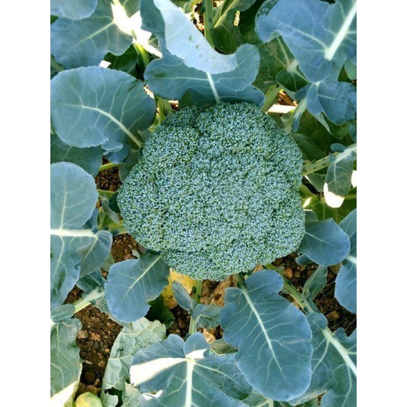 Vole F1 Tek Kafa Brokoli Tohumu 2500 Adet