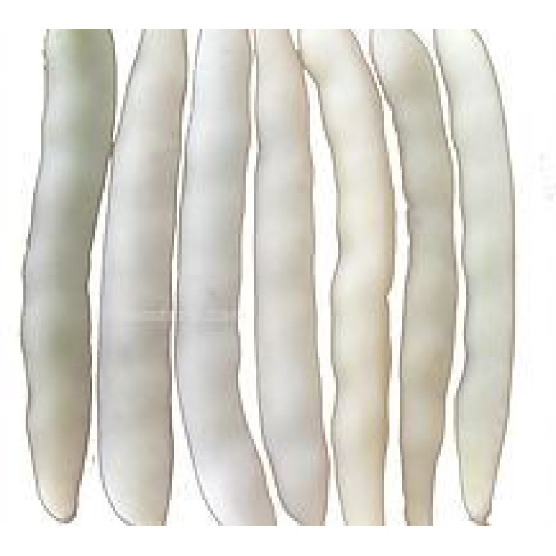 Semen Tohum Albus Beyaz Barbunya Tohumu 2 kg