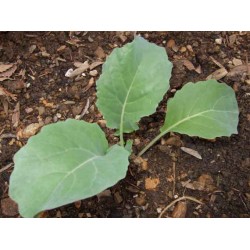 Karnabahar Fideleri (0)