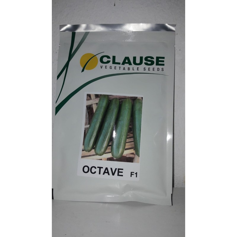 Clause Octave F1 Hibrit Tarla Hıyar Tohumu 2500 Adet