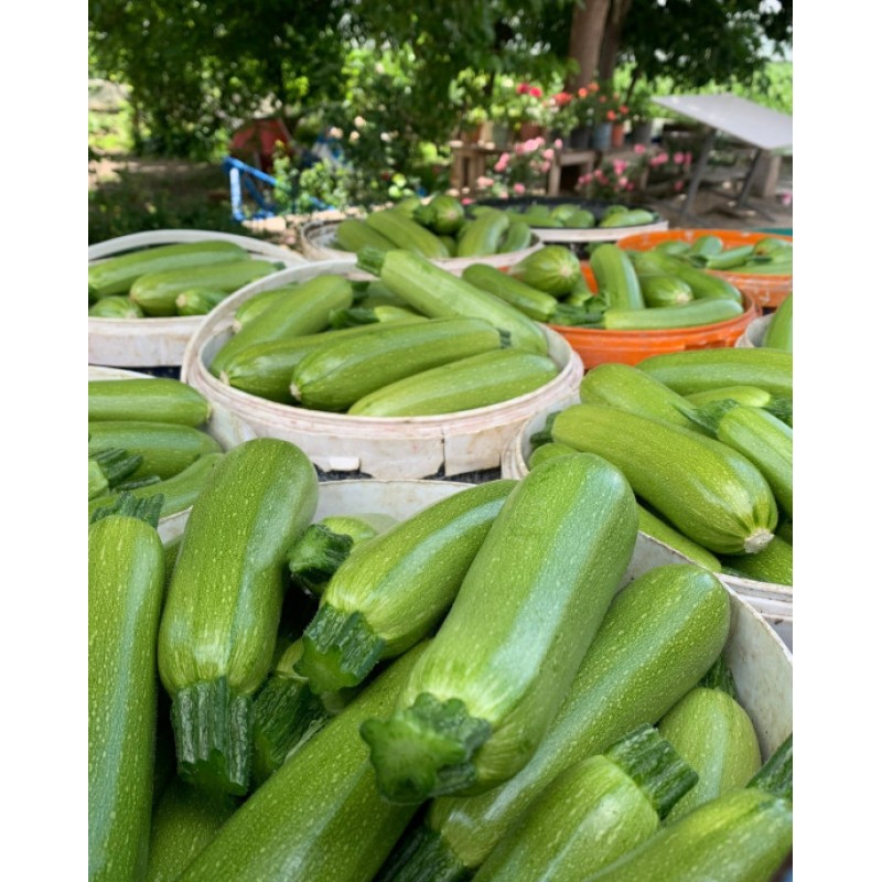 Sakata İmperator Kabak Tohumu 1000 Adet