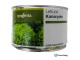 Syngenta Kanaryole Marul Tohumu 5000 Adet Pellet