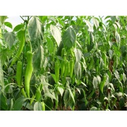 Hibrit F1 Çarliston Biber Tohumları (5)