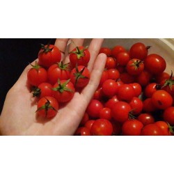 Hibrit F1 Çeri Domates Tohumları (1)