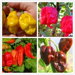 Hibrit F1 Spesifik Biber Tohumları (1)