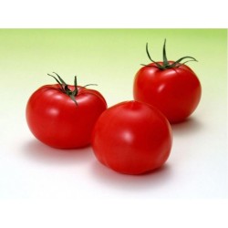 Hibrit F1 Domates Tohumları (59)