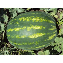 Hibrit F1 Karpuz Tohumları (12)