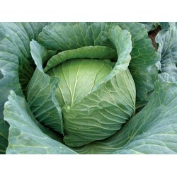 Hibrit F1 Lahana Tohumları (8)