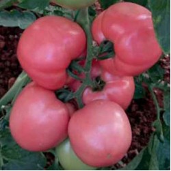 Hibrit F1 Pembe Domates Tohumları (4)