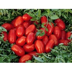 Hibrit F1 Sanayi Salçalık Domates Tohumları (11)