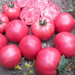 Hibrit F1 Pembe Domates Tohumları (2)