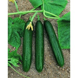 Hibrit F1 Hıyar Tohumları (16)