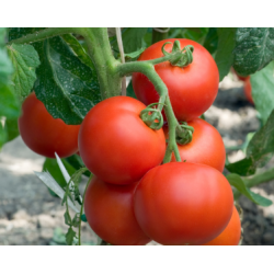 Hibrit F1 Sırık Sofralık Domates Tohumları (8)